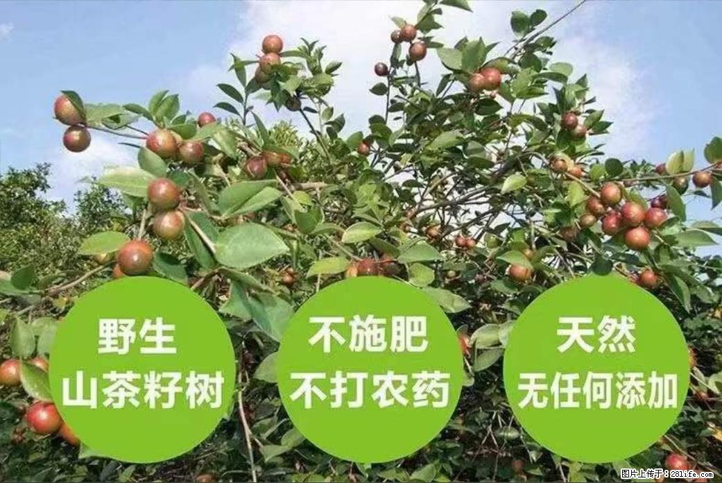 【灌阳县油茶产业示范区】一个有着充实的精神生活的人，对待身外之物自会有一种淡泊的态度 - 美食天地 - 梧州生活社区 - 梧州28生活网 wuzhou.28life.com