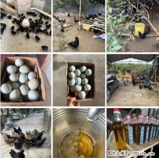 油茶园从小鸡仔开始养起的纯土鸡、土鸡蛋可以预定啦！还有前几天刚榨的纯山茶油哦 - 梧州28生活网 wuzhou.28life.com