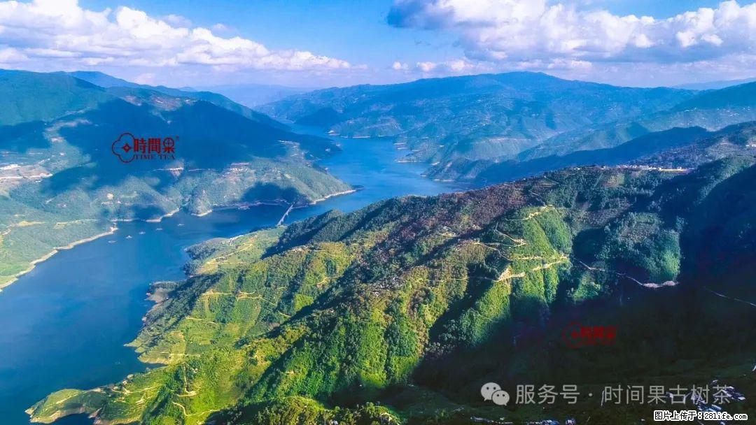 时间果百年古树龙珠普洱生茶 - 购物交流 - 梧州生活社区 - 梧州28生活网 wuzhou.28life.com