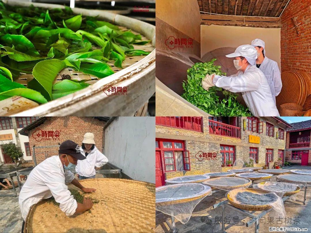 时间果百年古树龙珠普洱生茶 - 购物交流 - 梧州生活社区 - 梧州28生活网 wuzhou.28life.com
