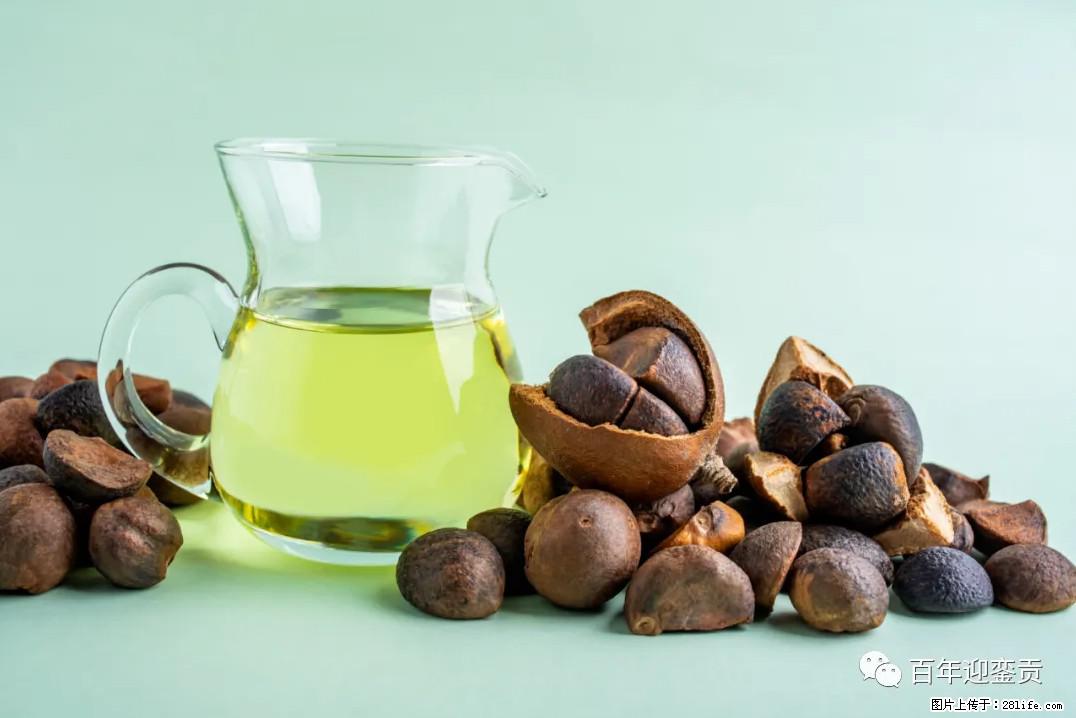 世界没有真相，只有认知，最好的食用油是中国的山茶油！ - 梧州生活资讯 - 梧州28生活网 wuzhou.28life.com