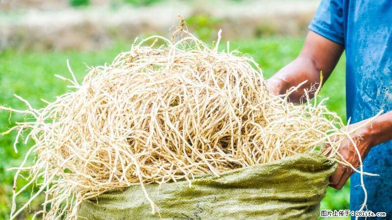 堪称“最难吃”的蔬菜,却是 “抗辐射神器”,还能护肺、清热、止咳化痰! - 梧州生活资讯 - 梧州28生活网 wuzhou.28life.com