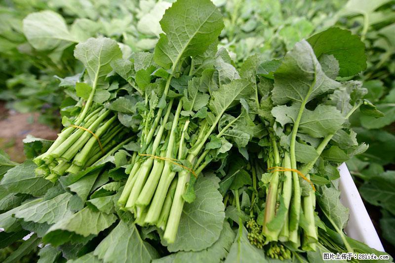 这些蔬菜是“天然钙片”，这6种被医生重点推荐 - 梧州生活资讯 - 梧州28生活网 wuzhou.28life.com